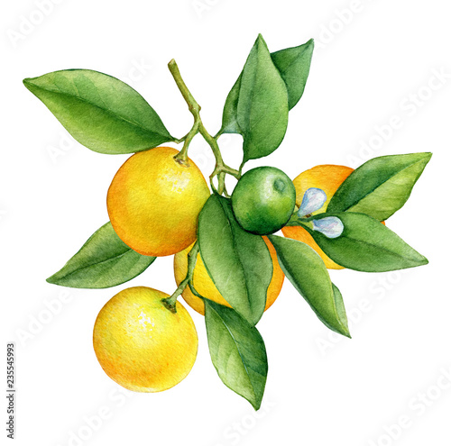 Citrus fruit round cumquat (also called Marumi or Morgani kumquat) on a branch with orange fruits, flowers and green leaves. Watercolor hand drawn painting illustration isolated on a white background. photo