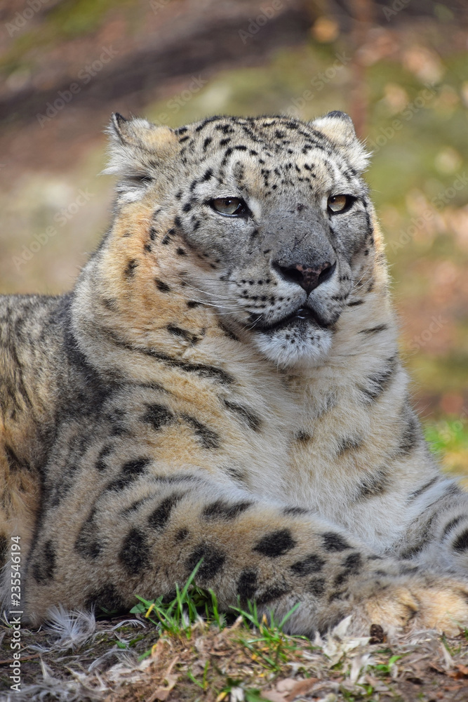 Fototapeta premium Close up portrait of snow leopard