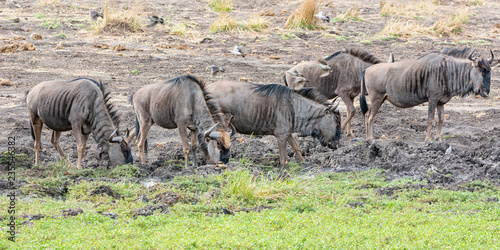 Blue Wildebeest