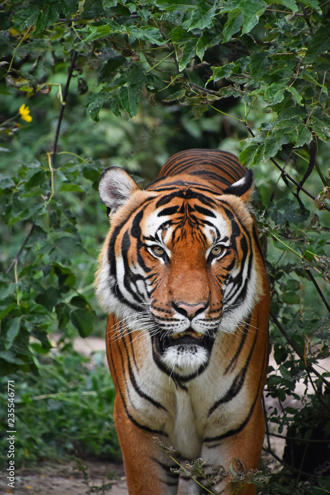 Obraz premium Close up front portrait of Indochinese tiger