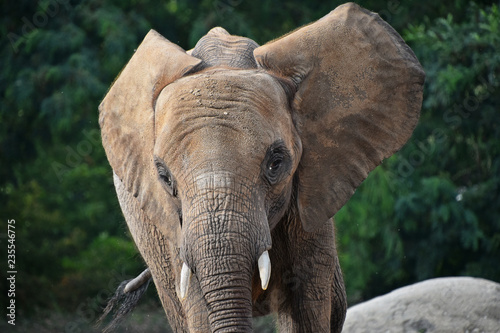 Close up portrait of African elephant female