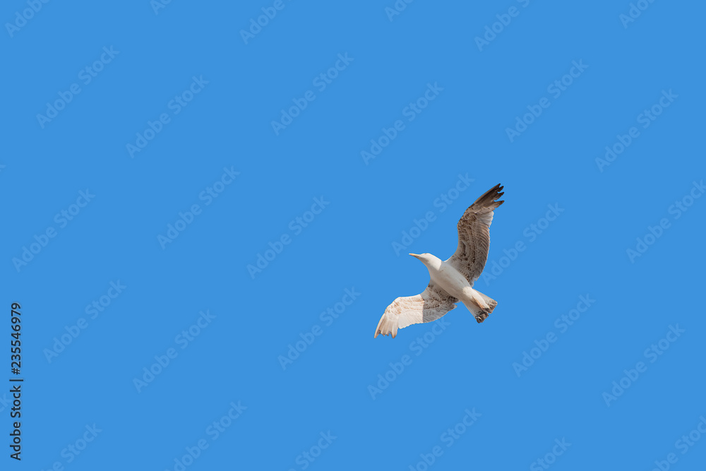 Close up one sea gull flying hovering in blue sky Close up one sea gull flying hovering in blue sky