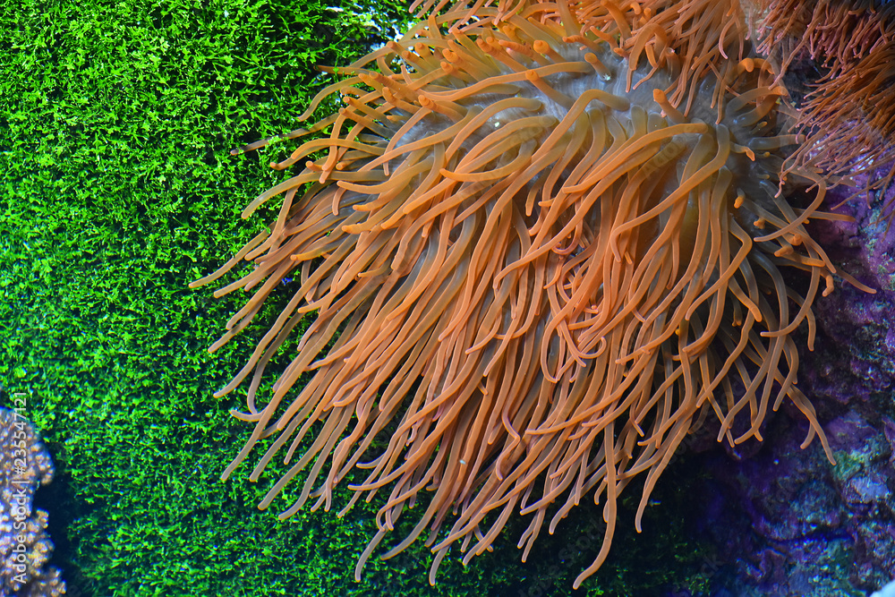 Obraz premium Close up pink sea anemones in water of aquarium