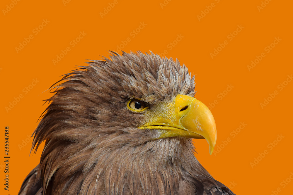 Naklejka premium Close up profile portrait of white tailed eagle