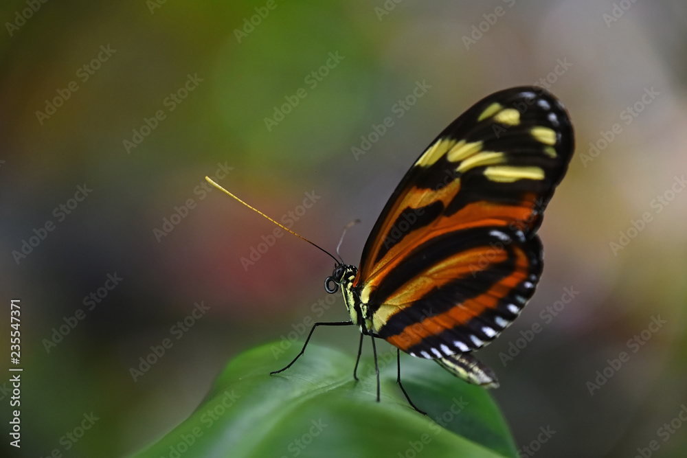 Green and brown tropical butterfly on leaf Green and brown tropical butterfly on leaf