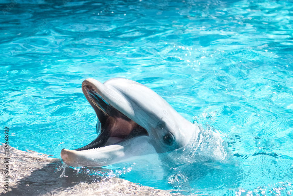 Naklejka premium Dolphine in the ocean