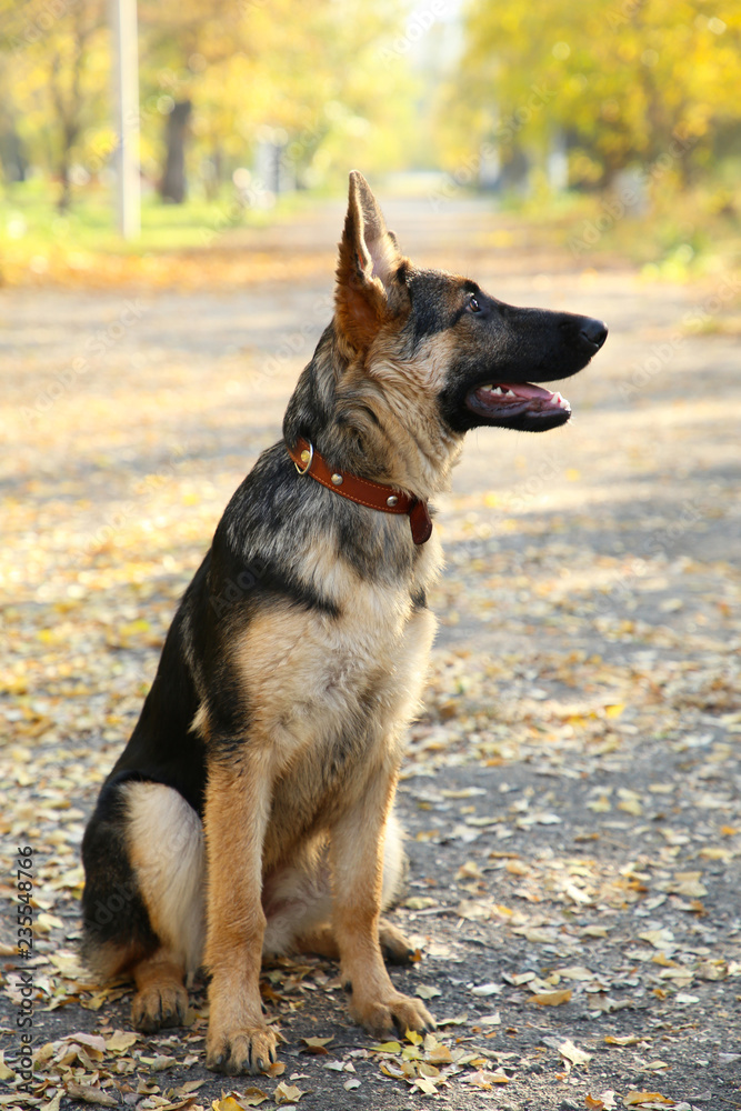 German Shepherd on the track in the autumn park.
