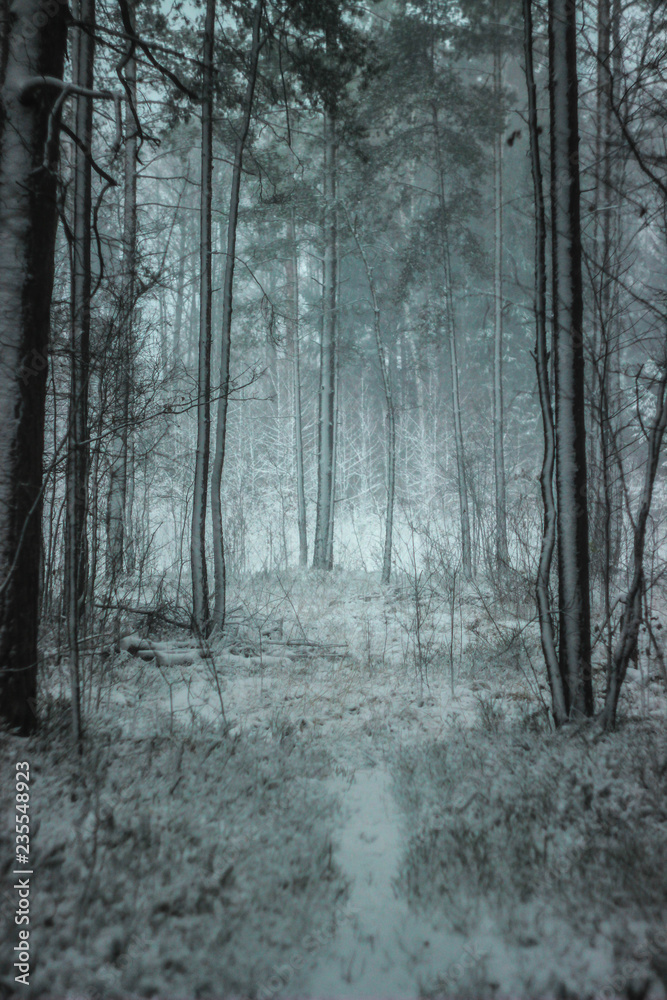 Atmospheric, magical Christmas winter forest full of white snow and snow drifts Atmospheric, magical Christmas winter forest full of white snow and snow drifts