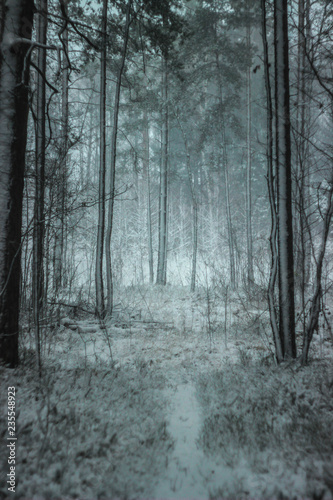 Atmospheric, magical Christmas winter forest full of white snow and snow drifts © Tanya Hendel