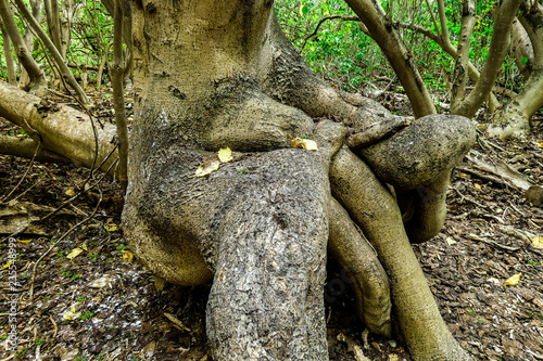 Twisted Trunk of Tree