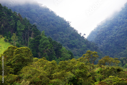 Cocora valley  Salento  Colombia  South America