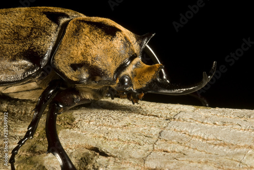 escarabajo jesuss lopez photo
