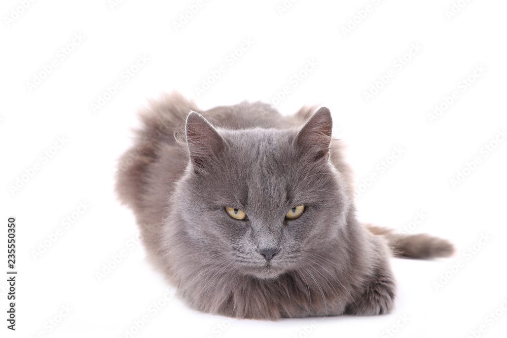 Obraz premium Beautiful grey cat isolated on a white background