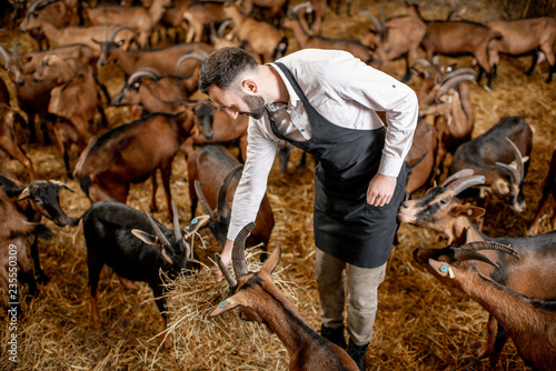 Handsome farmer taking care of with beautiful goats of alpine breed in the big stable of the milk farm