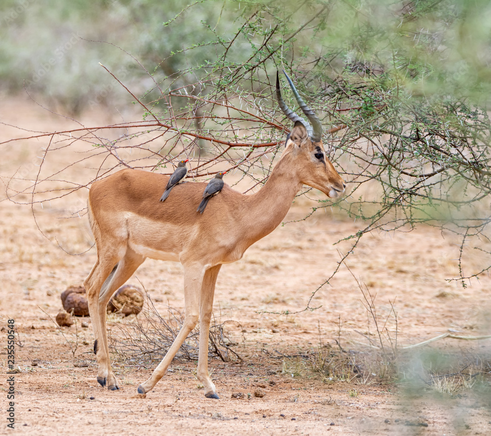 Impala With Oxpeckers Impala With Oxpeckers