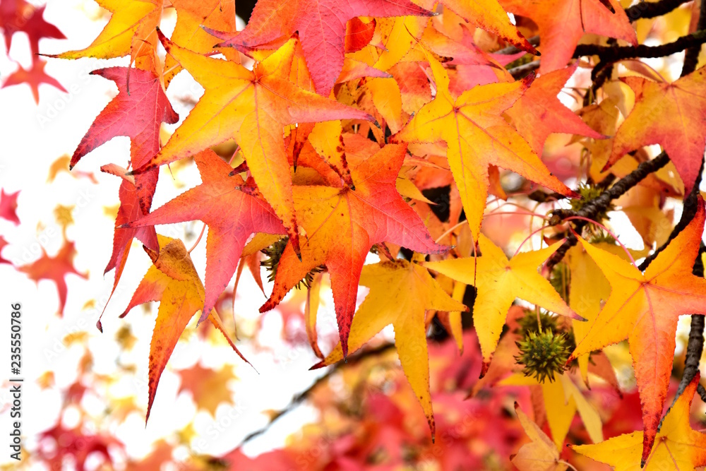 Fototapeta premium Herbstzeit in Südtirol