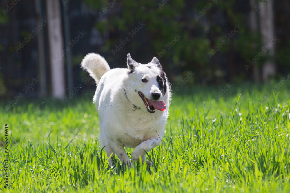 Fat white dog with black spot on face have fun in green grass meadow at sunny day