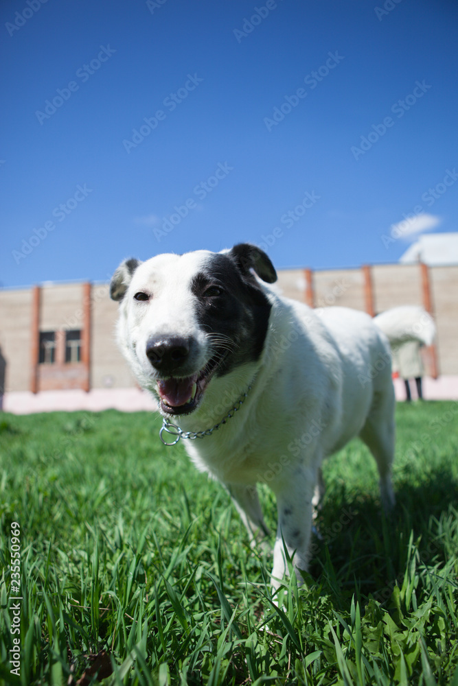 portrate of Fat white dog with black spot on face have fun in green grass meadow at sunny day closeup