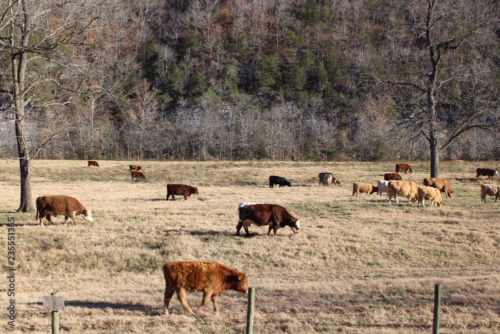 Cows in A Pasture Near Hills and Trees Cows in A Pasture Near Hills and Trees