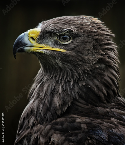 eagle portrait;