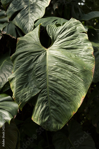 Green Xanthosoma leaves photo