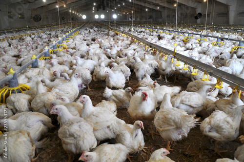 Farm for growing broiler chickens