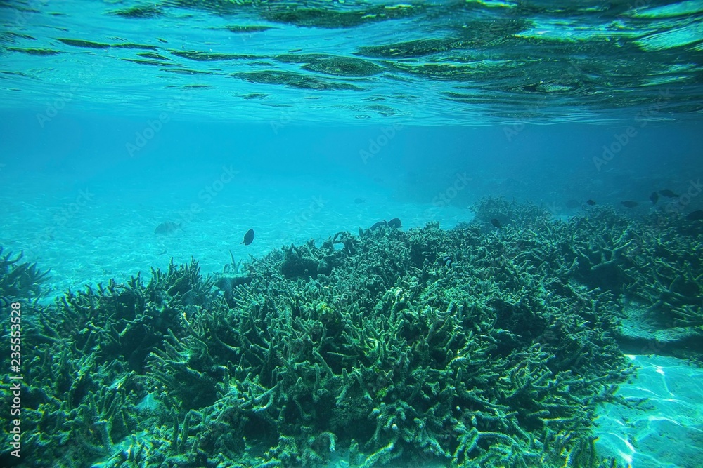 Fototapeta premium Snorkling, Gorgeous view of underwater world. Dead coral reefs, sea grass , white sand and turquoise water. Indian Ocean, Maldives. 