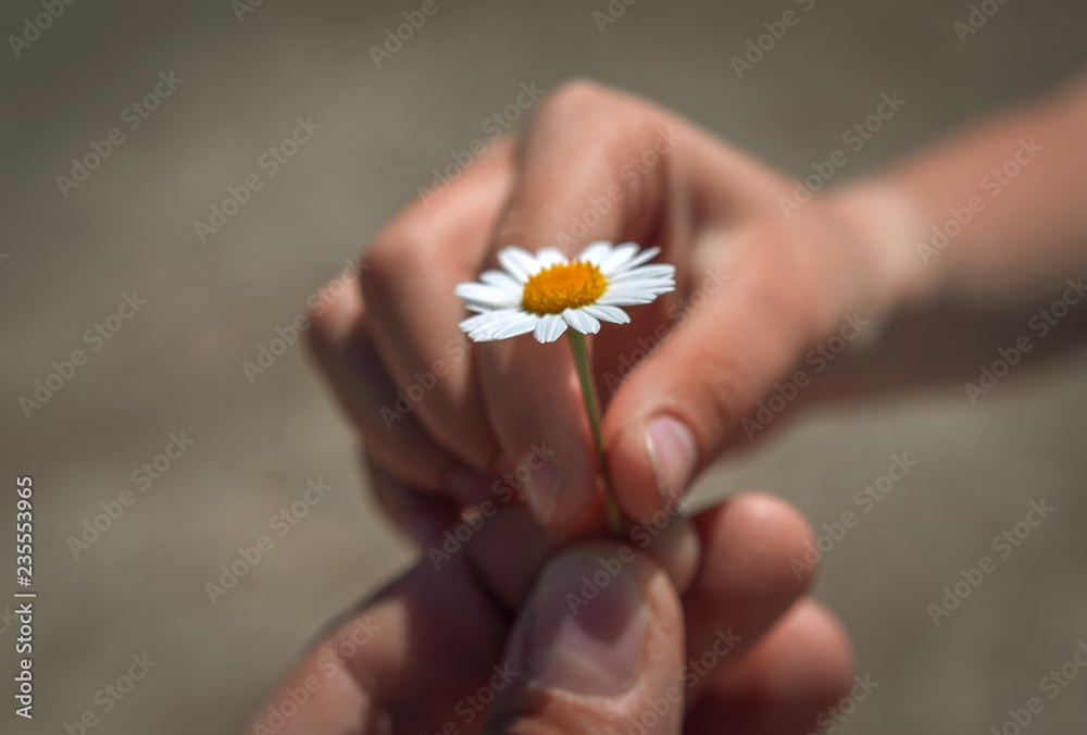 hand giving wild flower with love at sunset . beautiful background hand giving wild flower with love at sunset . beautiful background