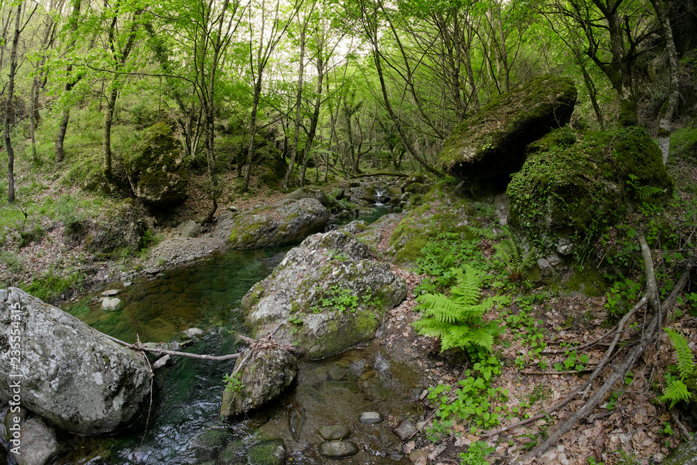 Green Fern, Mountain Creek And Woods, Sicily Green Fern, Mountain Creek And Woods, Sicily