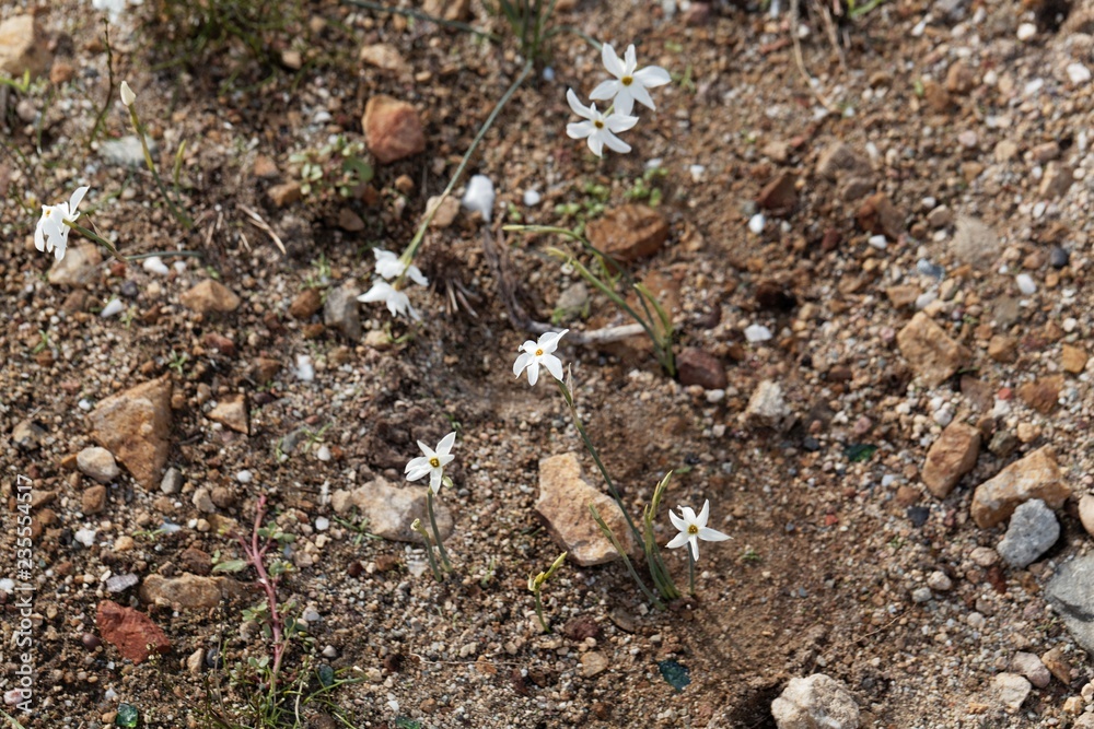 Narcissus elegans, a wild growing narcissus of the Mediterranean area. Narcissus elegans, a wild growing narcissus of the Mediterranean area.