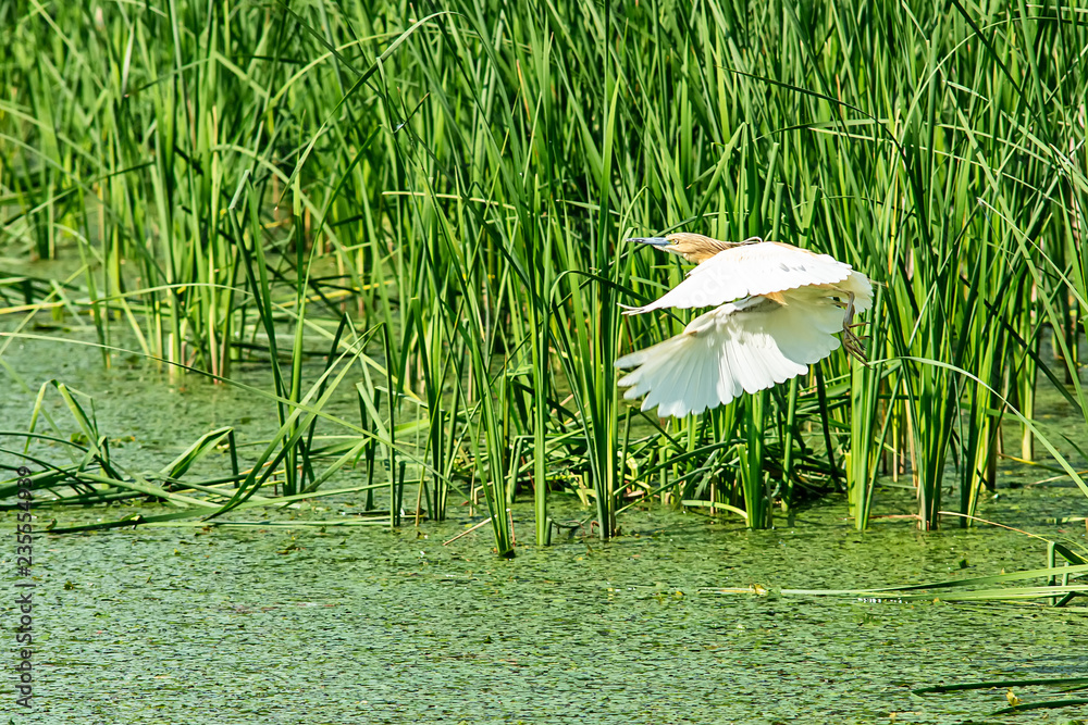 Fototapeta premium Typical landscape at swamp area of Imperial Pond (Carska bara), large natural habitat for birds and other animals from Serbia. Wading bird on the photo. Bird in flight.