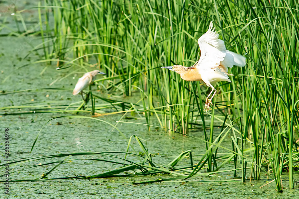 Naklejka premium Typical landscape at swamp area of Imperial Pond (Carska bara), large natural habitat for birds and other animals from Serbia. Wading bird on the photo. Bird in flight.