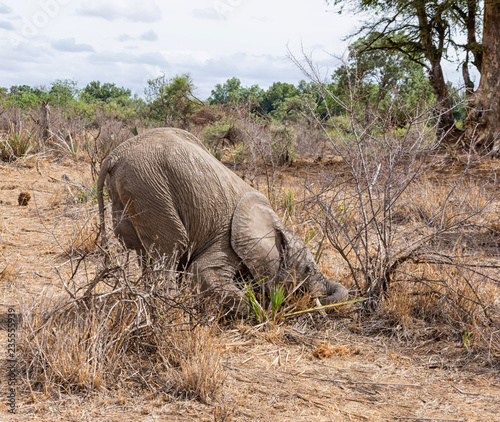 Juvenile African Elephant Foraging