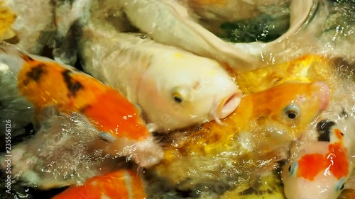 Aquarium full of hungry carp Koi fishes. Cyprinus carpio with open wide mouths. Sochi, Russia. photo