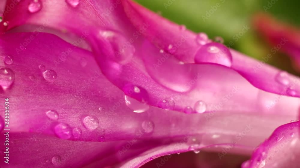 Beautiful flower with water drops close up