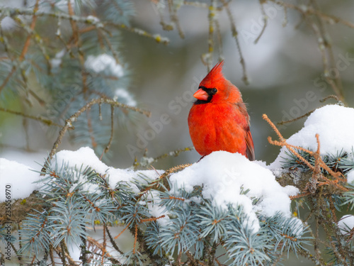 Konstfotografi Northern Cardinal Male Perched on Blue Spruce  in Winter