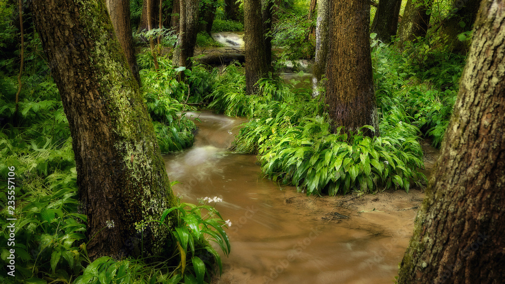 Obraz premium Small stream in the forest 