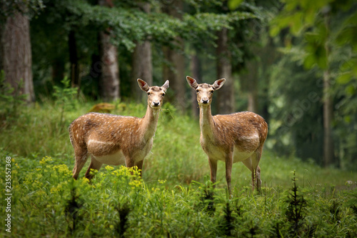 Two fallow deer in the forest photo