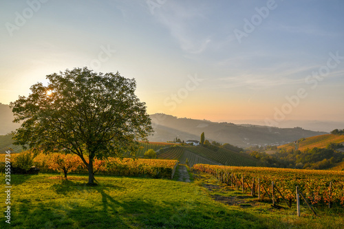 Panoramic view of hills with vineyards and trees at sunset in autumn, Langhe, Piedmont, Italy