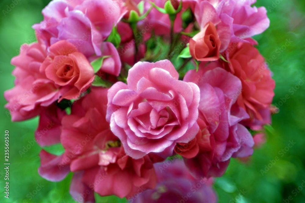 Obraz premium Roses