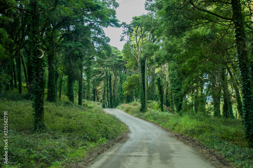 Forest and nature in Sintra