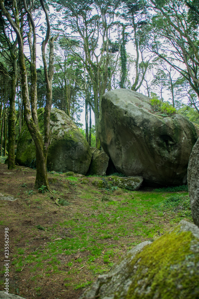 Forest and nature in Sintra Forest and nature in Sintra