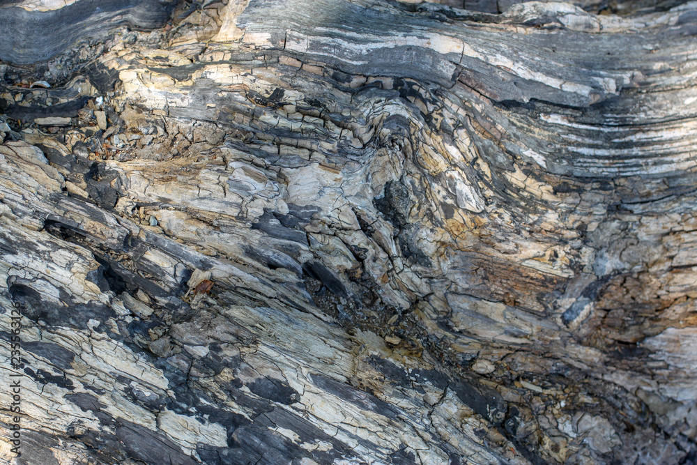 Fototapeta premium driftwood background