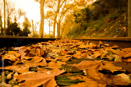Autumn with rail and leafs