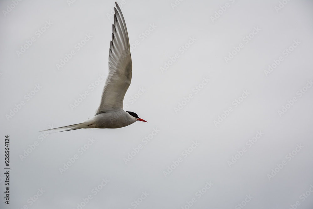 Bird flying in sky with wings wide open on overcast cloudy summer day in Iceland, copy space. Bird flying in sky with wings wide open on overcast cloudy summer day in Iceland, copy space.