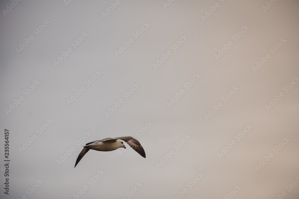 Obraz premium Bird flying in sky with wings wide open on overcast cloudy summer day in Iceland, copy space.