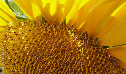 Close Up of a Sunflower in Seed