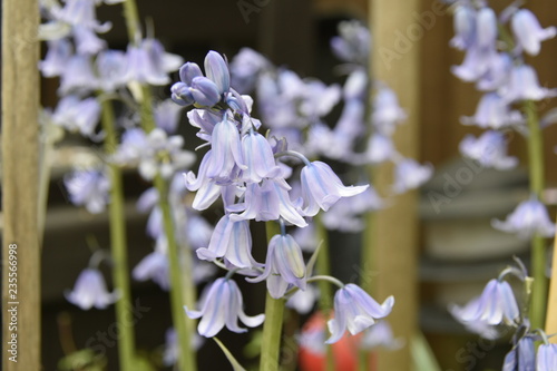 bluebell flowers in the garden