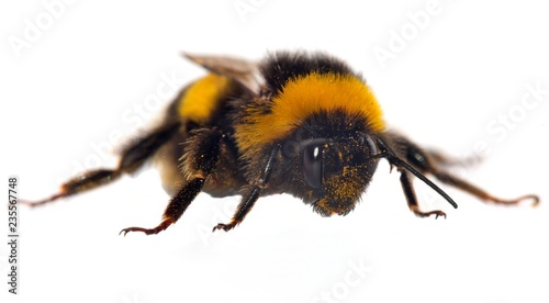 bumblebee isolated on the white background
