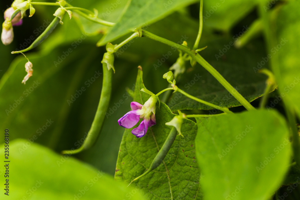 Obraz premium Purple Flowers of green bean on a bush. French beans growing on the field. Plants of flowering string beans. snap beans slices. haricots vert close up.